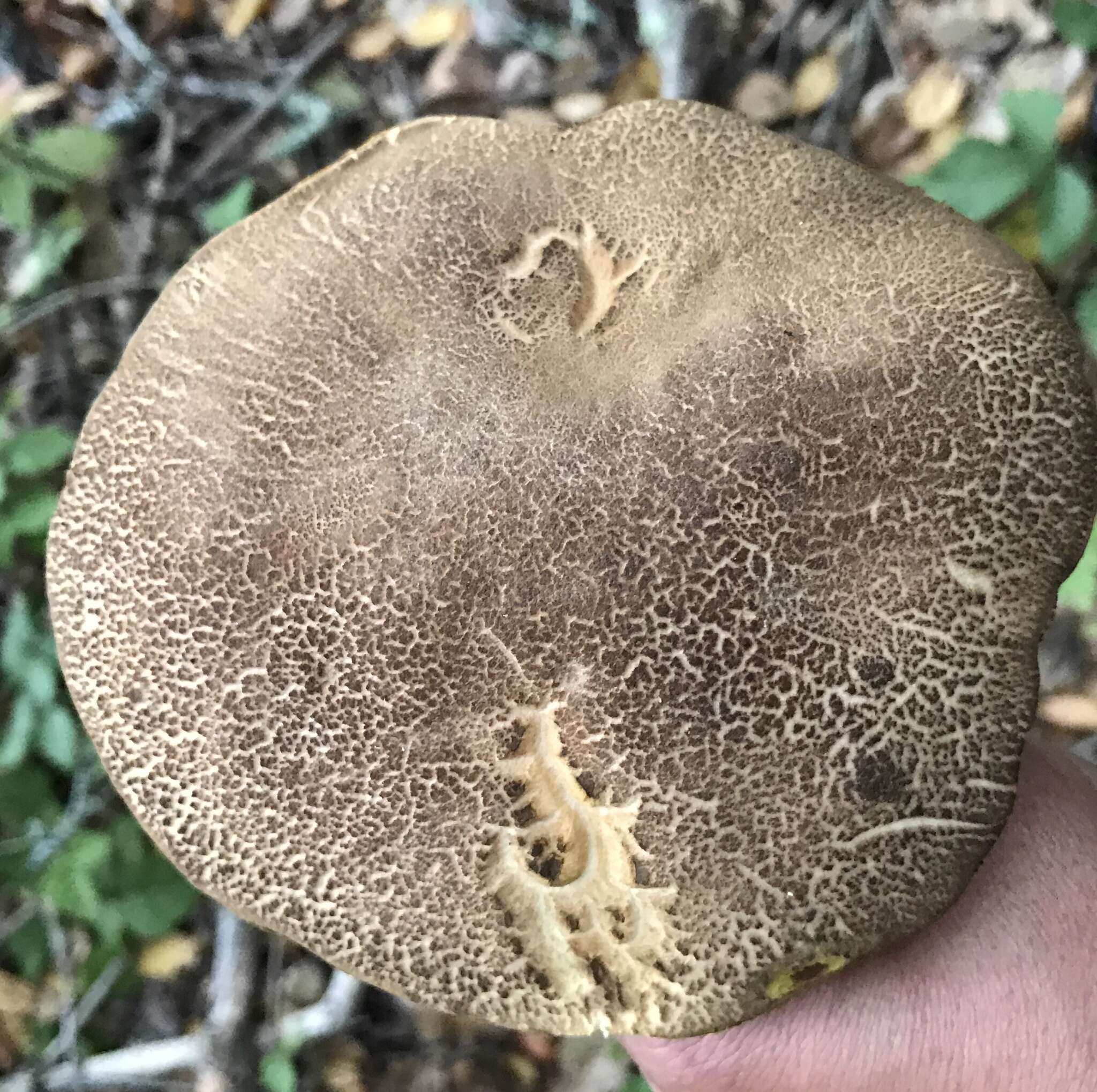 Boletus subtomentosus L. 1753 resmi