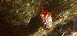 Image of red reef hermit crab
