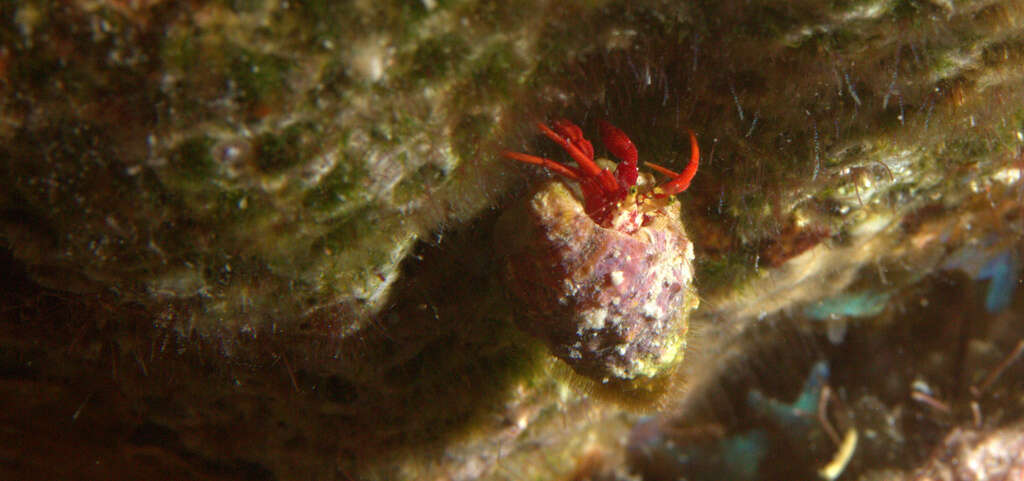 Image of red reef hermit crab
