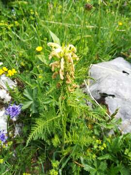 Image of Pedicularis foliosa L.