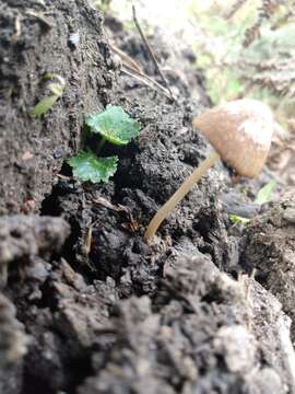 Image of Conocybe coprophila (Kühner) Kühner 1935