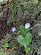 Plancia ëd Ipomoea cardiophylla A. Gray