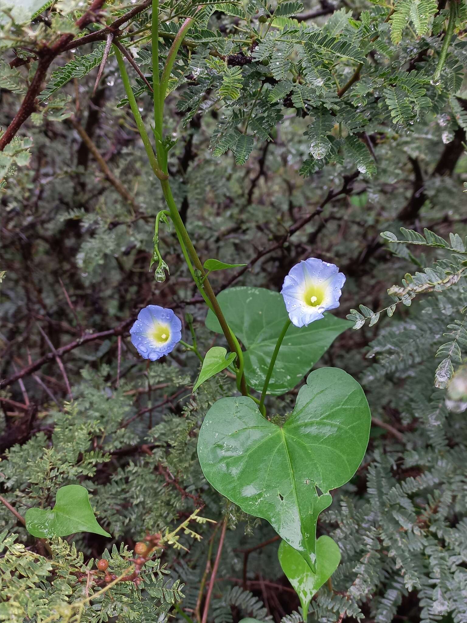 Image of heartleaf morning-glory