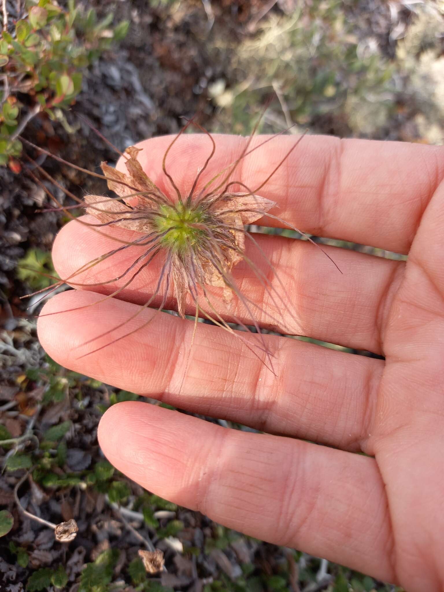 Imagem de Pulsatilla ajanensis Regel & Tiling