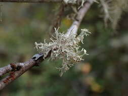 Imagem de Ramalina dilacerata (Hoffm.) Hoffm.