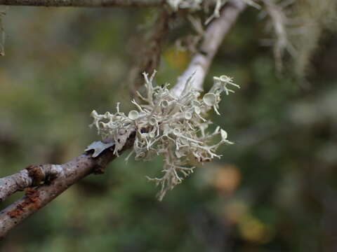 Ramalina dilacerata (Hoffm.) Hoffm.的圖片