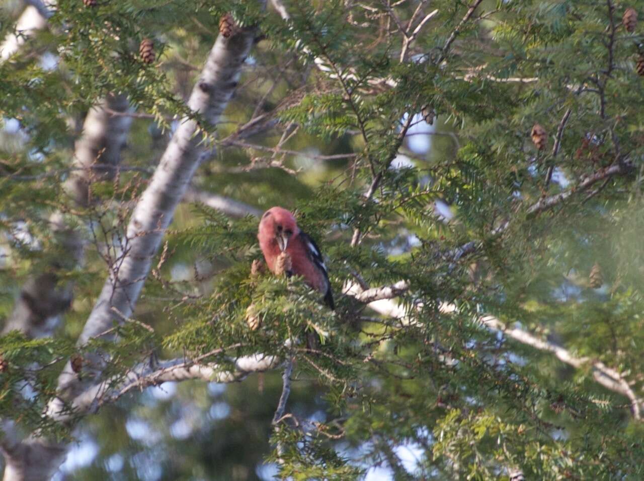 Image of Two-barred Crossbill