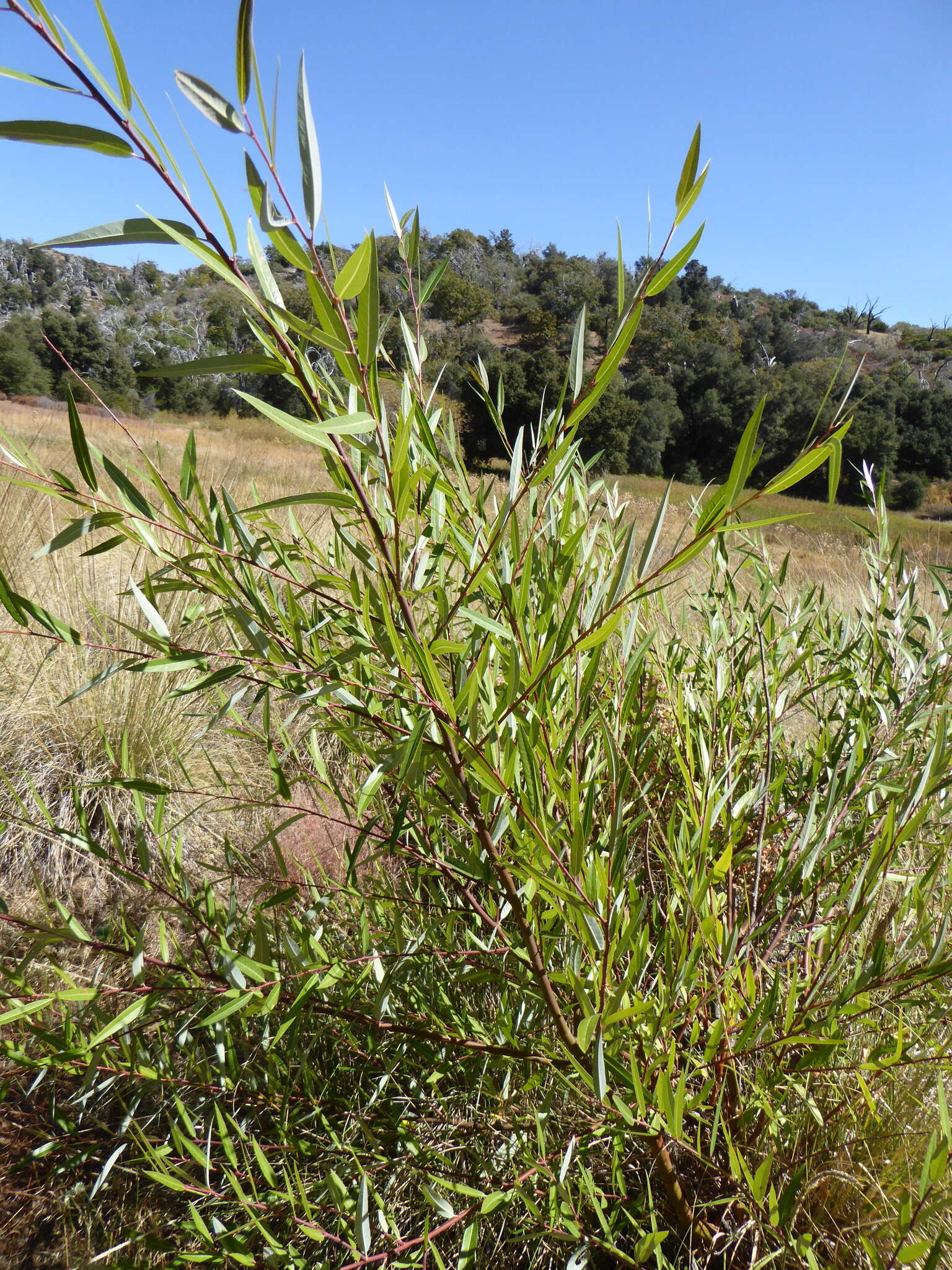 Image of red willow