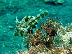 Image of Whitebar filefish