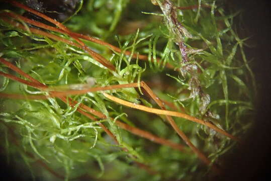 Image of leptobryum moss