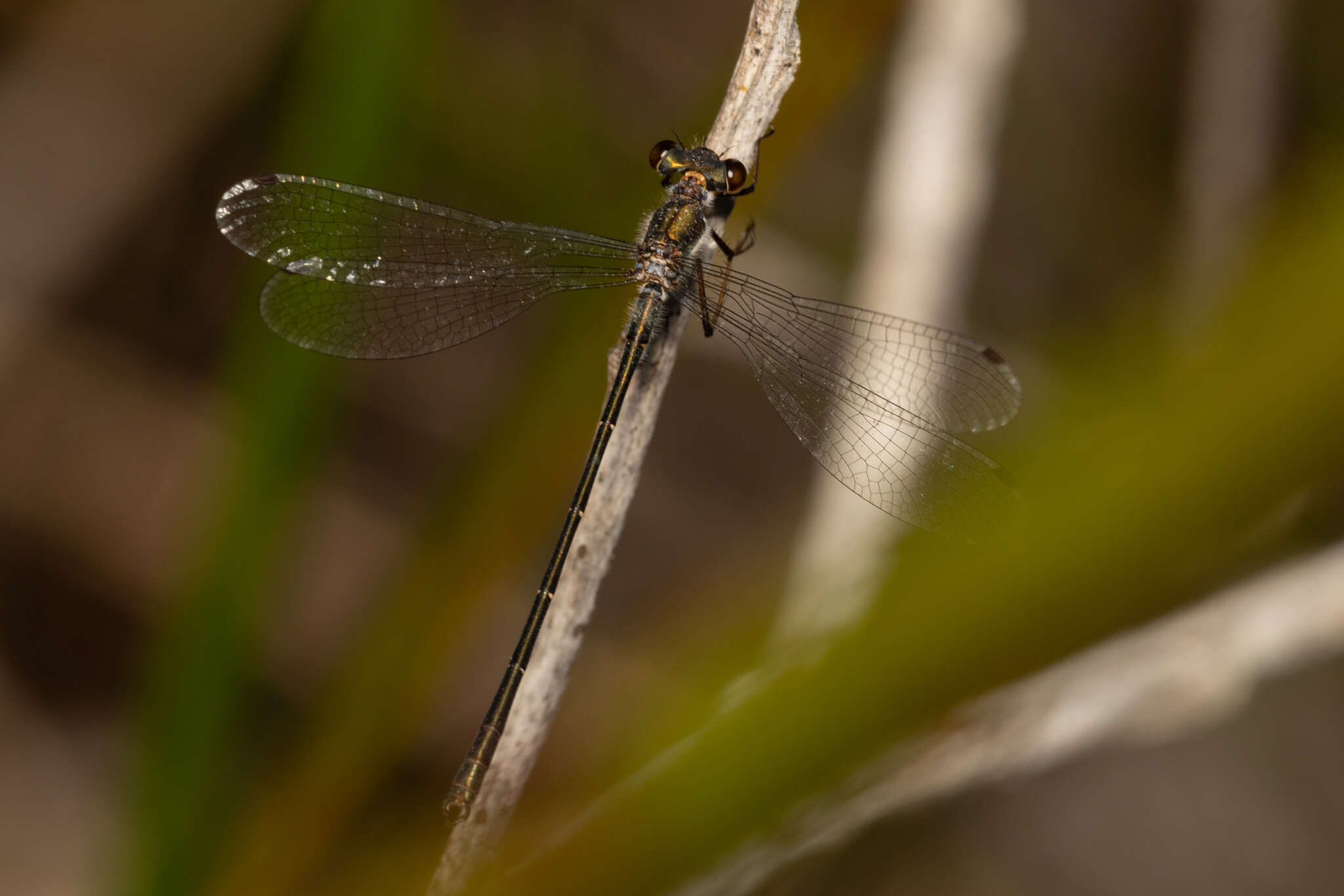 Image of Archiargiolestes pusillus (Tillyard 1908)