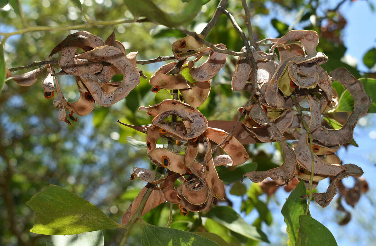 Image of Acacia oraria F. Muell.