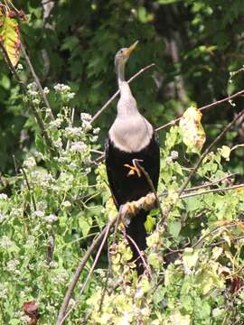 Plancia ëd Anhinga Brisson 1760