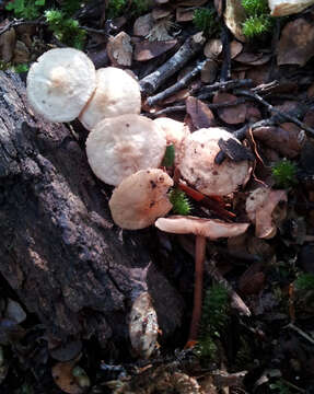 Image of Gymnopus cockaynei (G. Stev.) J. A. Cooper & P. Leonard 2012