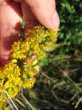 Image of Roan Mountain goldenrod