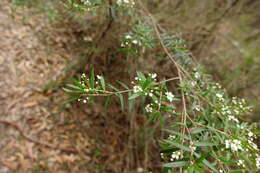 Image de Sannantha pluriflora (F. Müll.) Peter G. Wilson