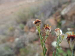 Image of Phymaspermum parvifolium (DC.) Benth. & Hook. fil.