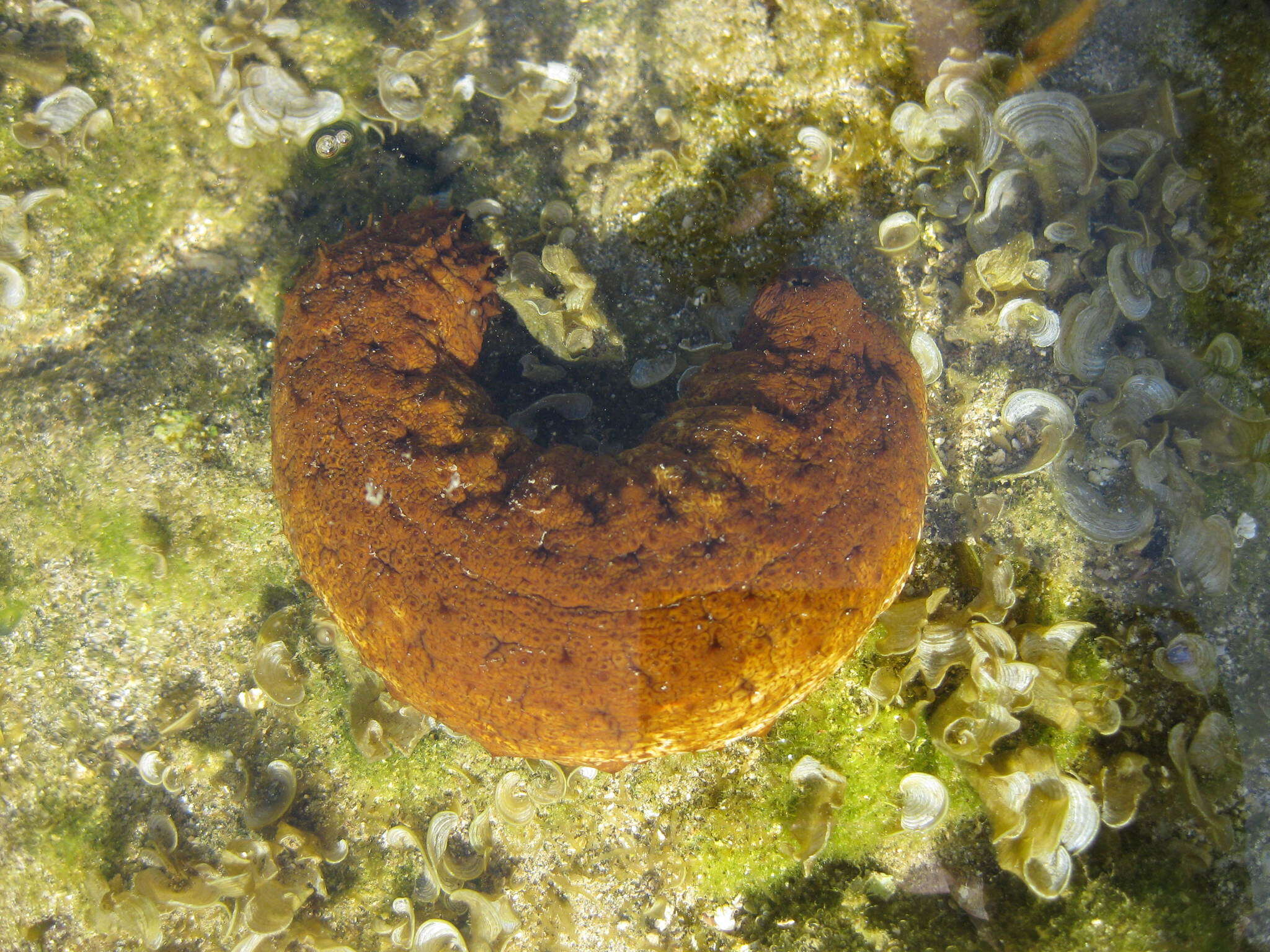 Image de Actinopyga mauritiana (Quoy & Gaimard 1834)