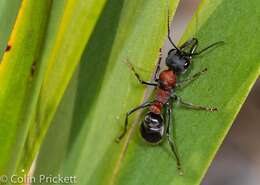 Image of Myrmecia ludlowi Crawley 1922