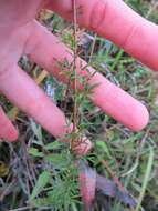 Image of purple prairie clover