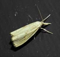 Image of Rice Stalk Borer Moth