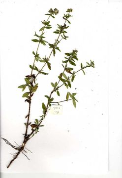 Image of Agathisanthemum