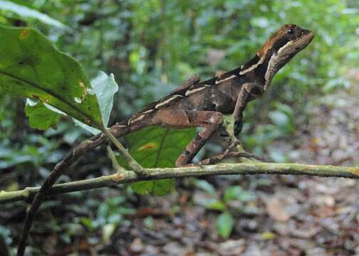 Image of Wied's Fathead Anole