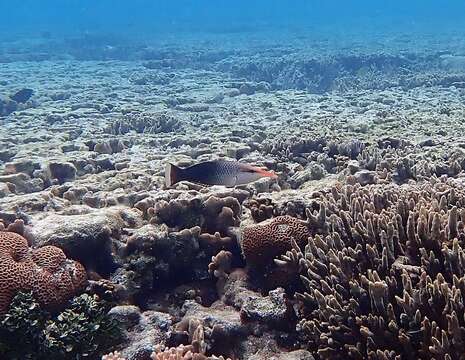 Image of Bird wrasse