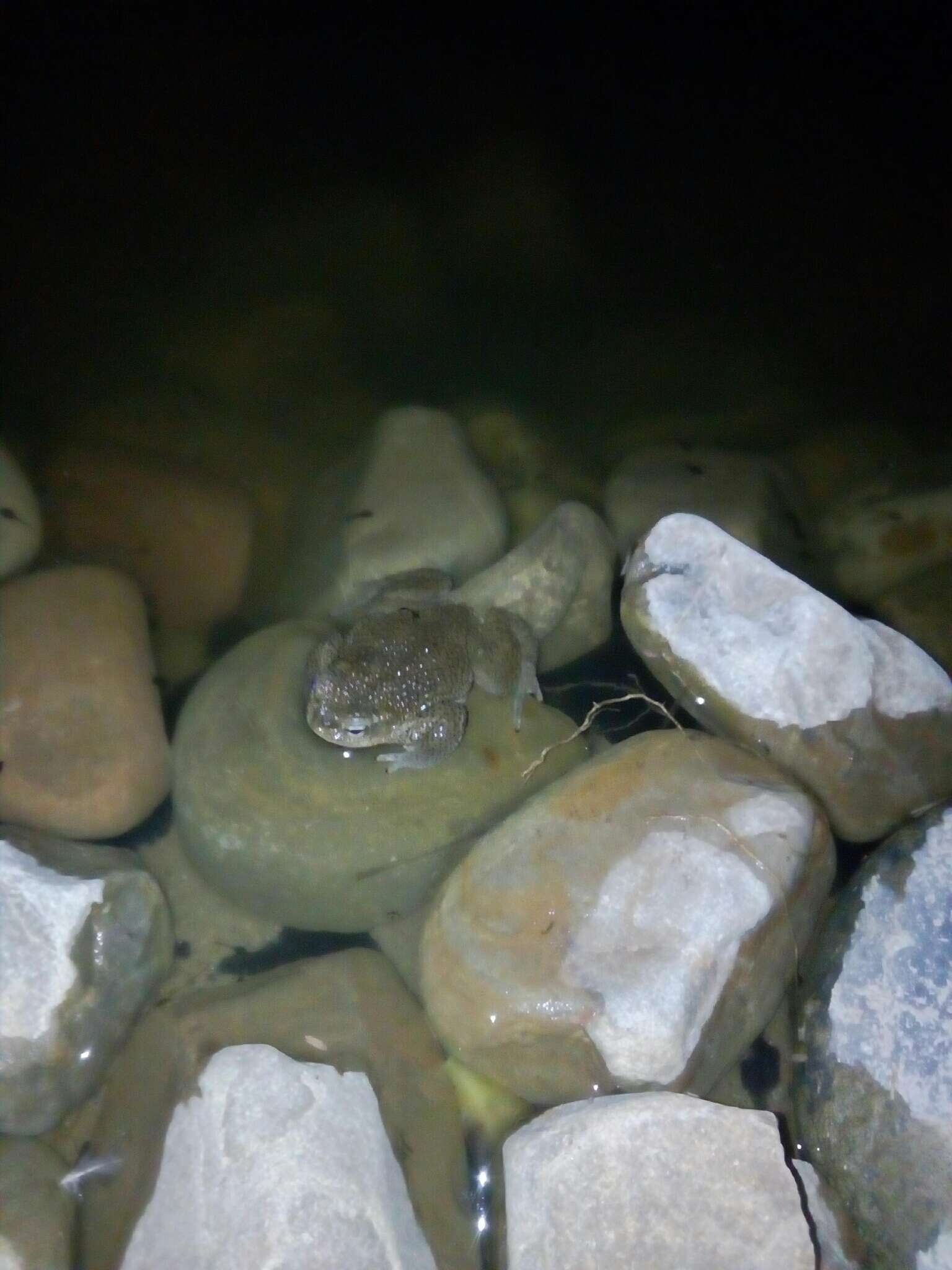 Image of Rhinella spinulosa (Wiegmann 1834)