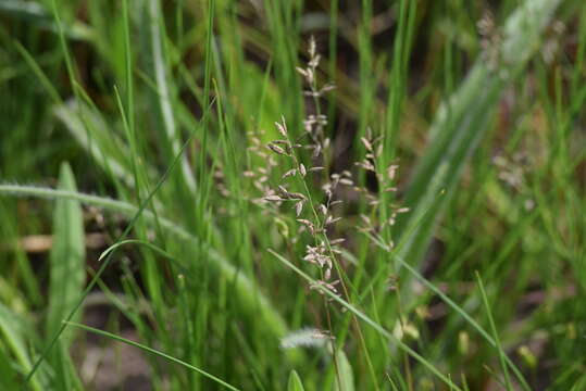 Image of Narrow heart love grass