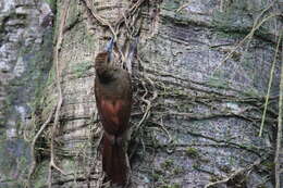 Image of Northern Barred Woodcreeper