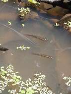 Image of Golden Wonder Killifish