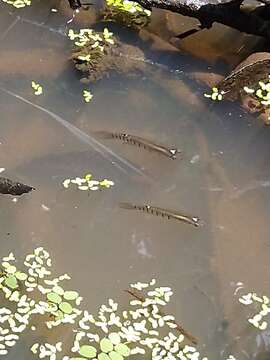 Image of Golden Wonder Killifish