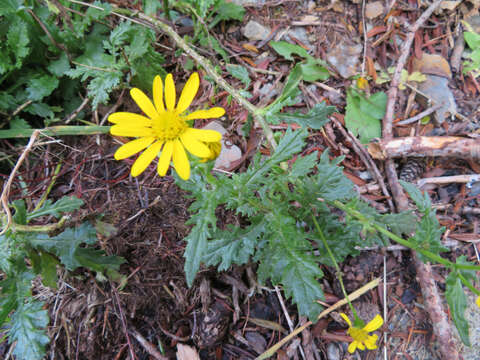 Plancia ëd Senecio squalidus subsp. rupestris (Waldst. & Kit.) Greuter