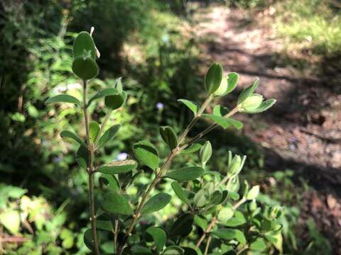 Image of Pimelea latifolia R. Br.