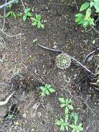 Image of Echinocereus fitchii subsp. bergmannii