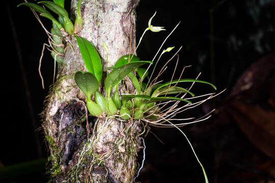 Image of Bulbophyllum aphanopetalum Schltr.