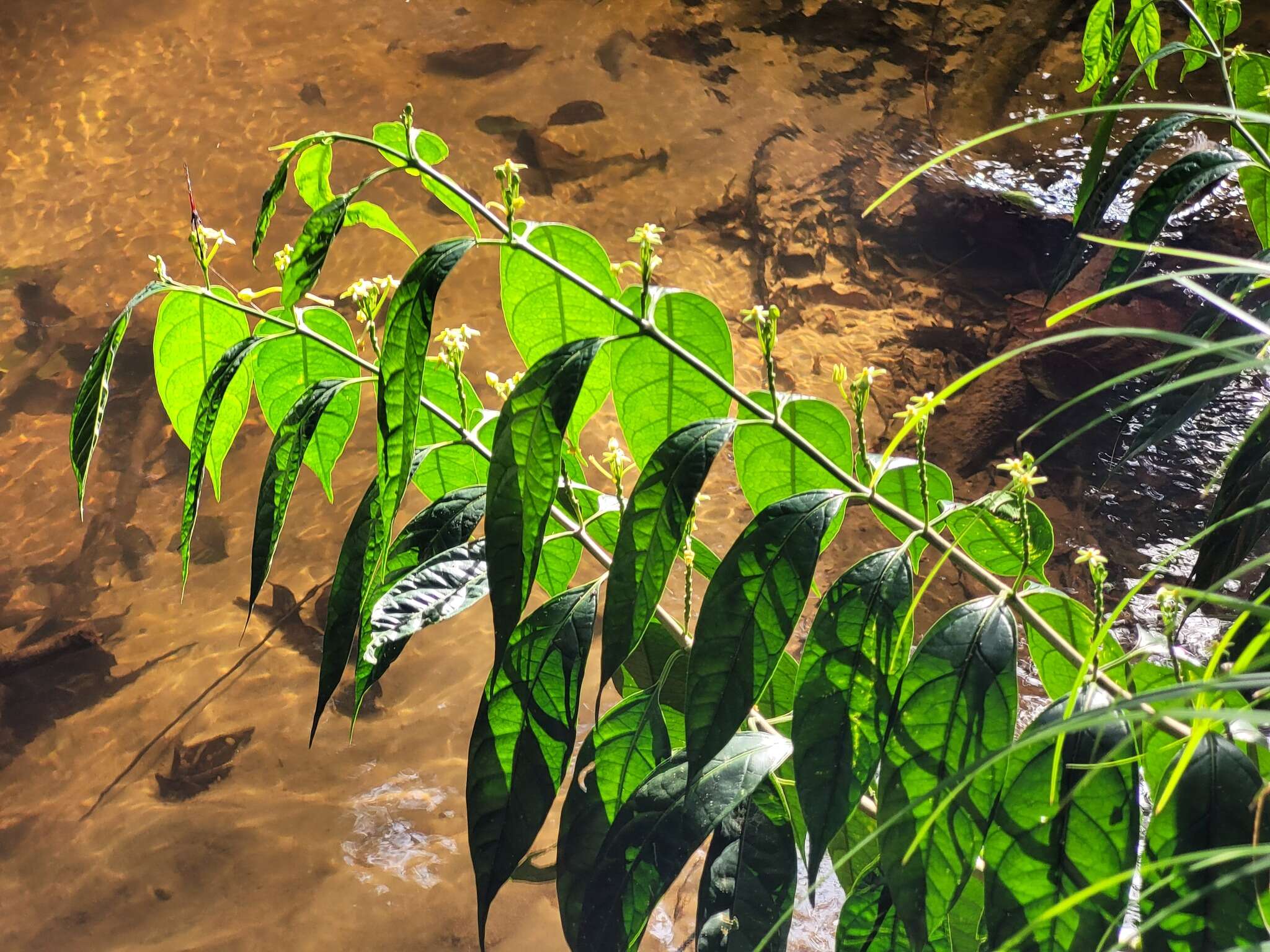 Image of Matelea graciliflora Krings & Morillo