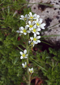 Imagem de Saxifraga aquatica Lapeyr.