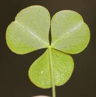 Слика од Oxalis orbicularis Salter