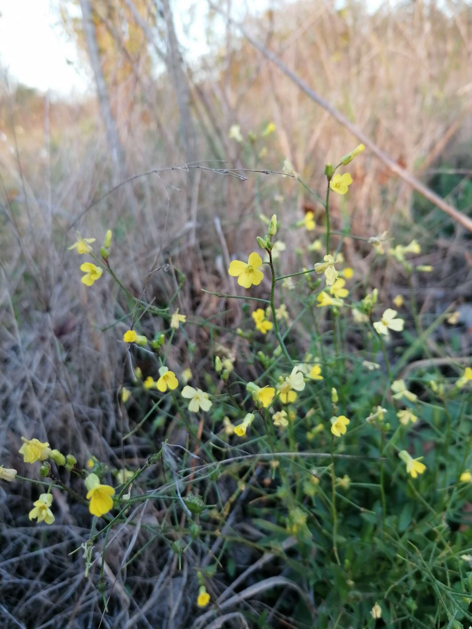 Image of crested wartycabbage