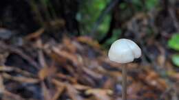 Image of Entoloma bicoloripes (Largent & Thiers) Noordel. & Co-David 2009