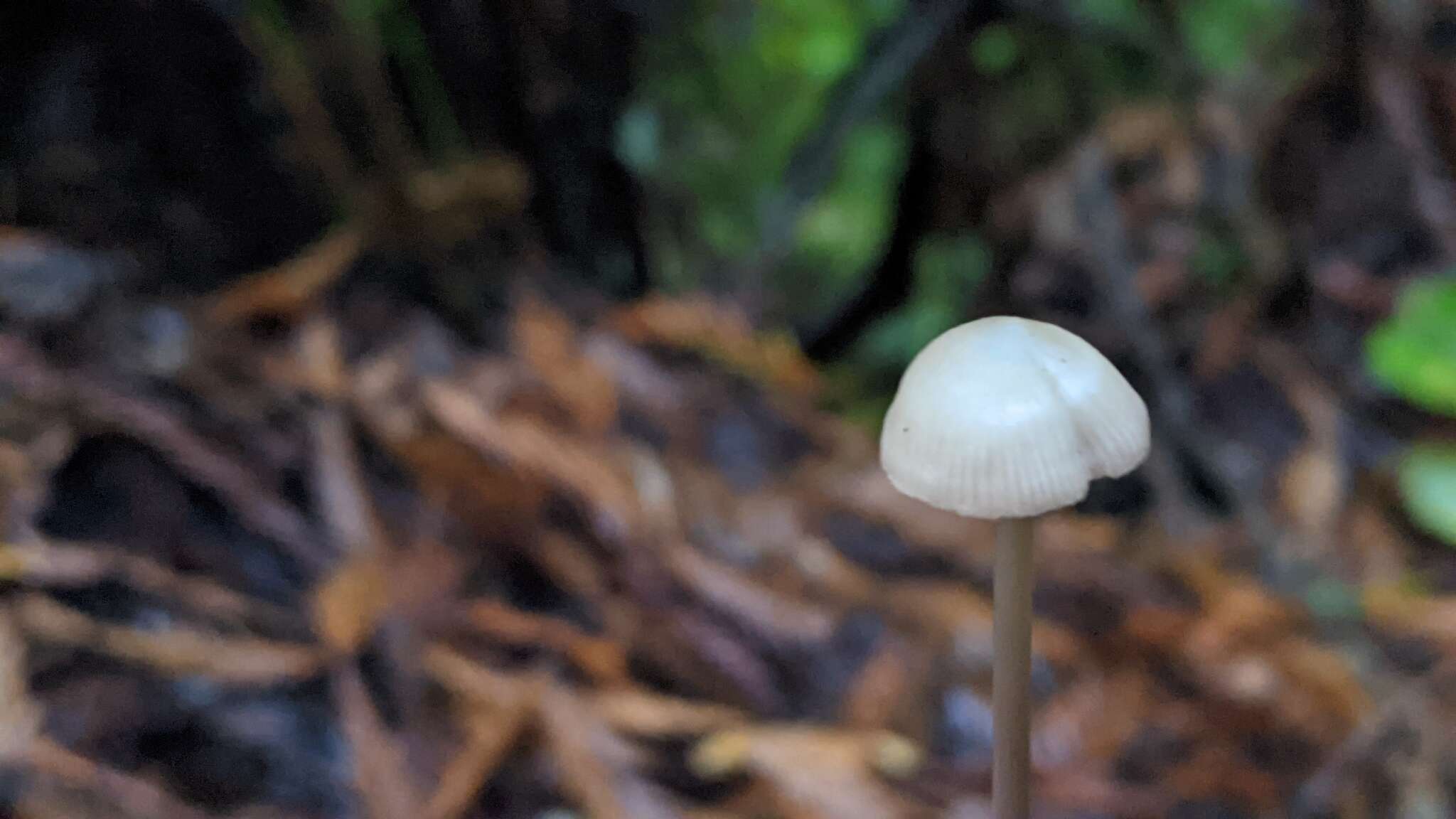 Image of Entoloma bicoloripes (Largent & Thiers) Noordel. & Co-David 2009