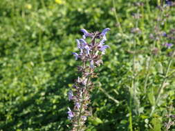 Image of verbena sage