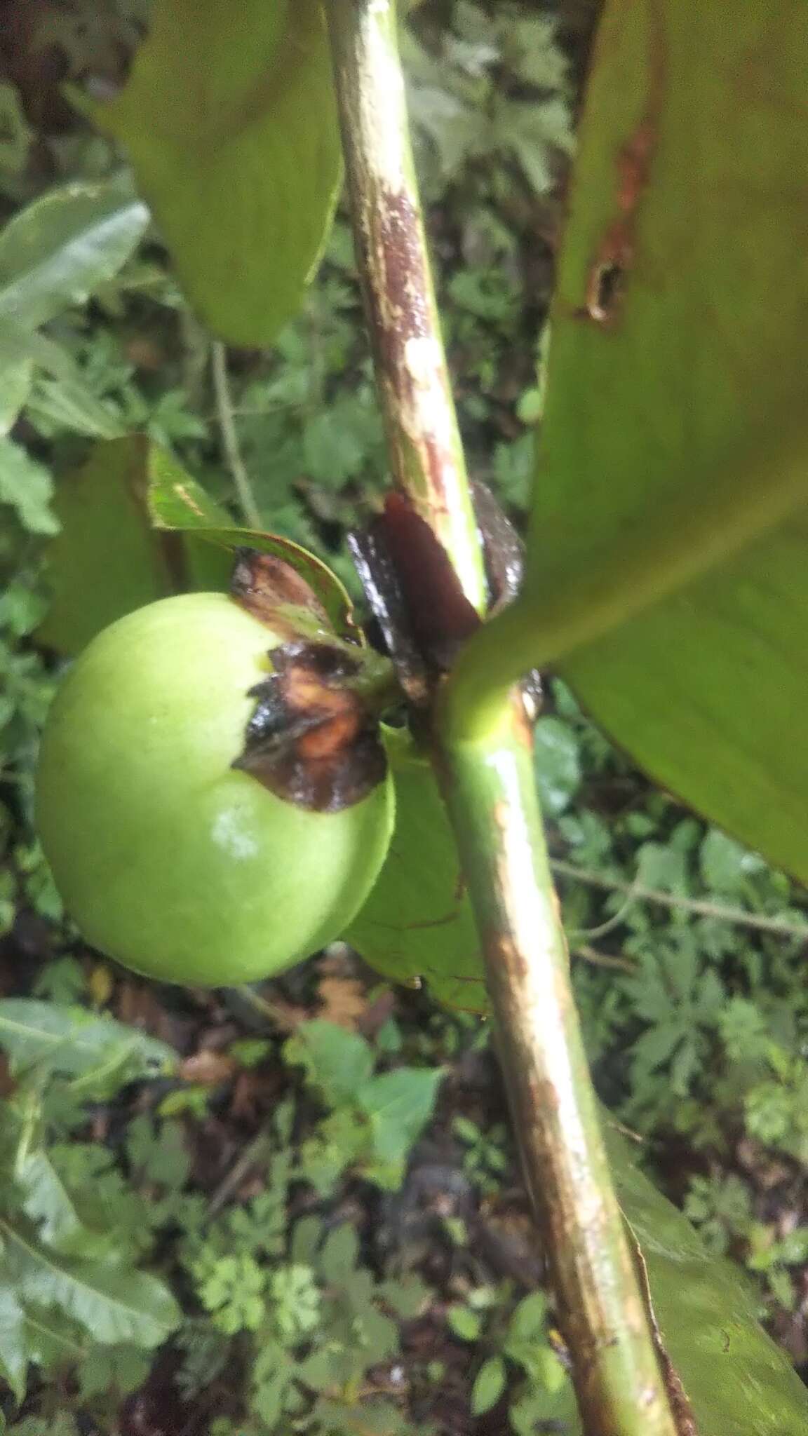 صورة Pyrostria ixorifolia (Homolle ex Arènes) Razafim., Lantz & B. Bremer