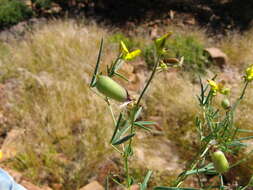 Image of Crotalaria damarensis Engl.