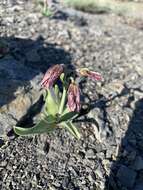 Image of Purdy's fritillary