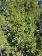 Juniperus coahuilensis (Martínez) Gaussen ex R. P. Adams resmi