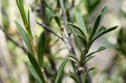 Imagem de Chrysothamnus depressus Nutt.