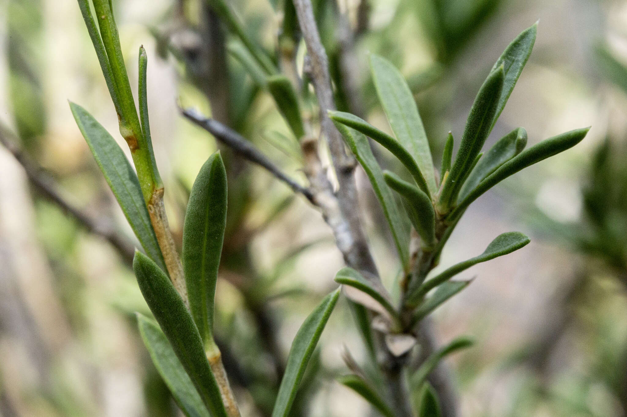 Image of longflower rabbitbrush